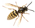 Wasp Removal NJ