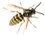 Wasp Information