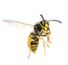 bee_image.png