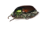 Japanese Beetle Information