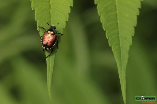 What Are Japanese Beetles