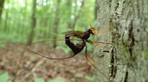 black giant ichneumon wasp