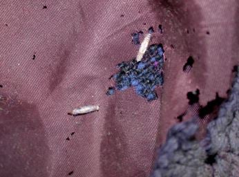 casemaking moth damage university of wisconsin extension