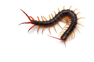centipede isolated