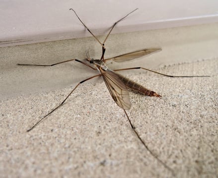 What Is A Crane Fly