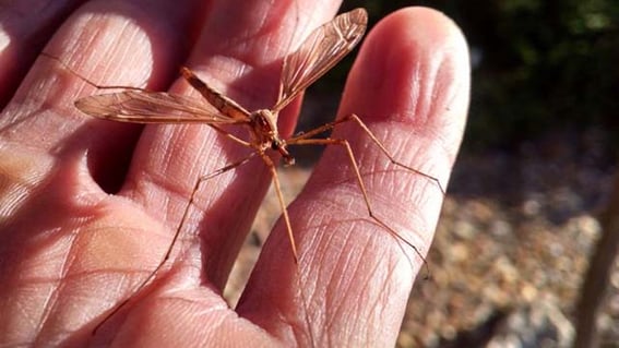 crane-fly times of san diego