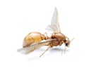 Flying Ant Service NJ