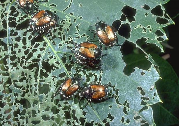 Japanese Beetle Plant Damage