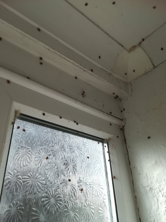 ladybug infestation edp24.co.uk