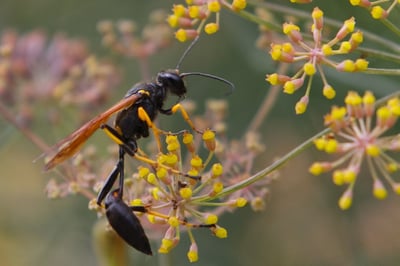 mud wasp on flower