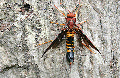 pigeon horntail wasp bugguide.net
