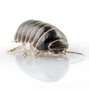 pill bug.jpg