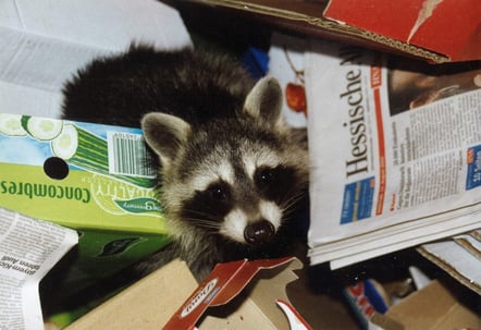 Raccoon In Trashcan