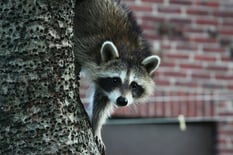 Raccoon In NJ