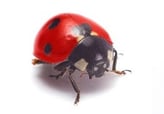 Ladybug Service NJ