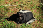 Skunk Facts and Information