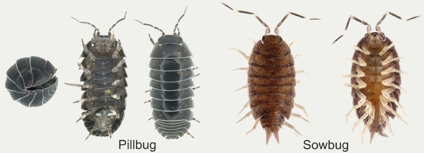 sow bug vs pill bug University of Nebraska-Lincoln