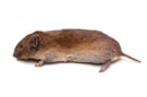 Vole Facts