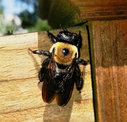 carpenter bee pricing