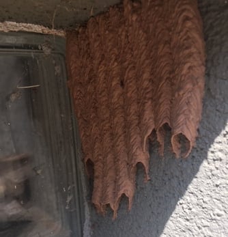 What Does A Mud Wasp Nest Look Like