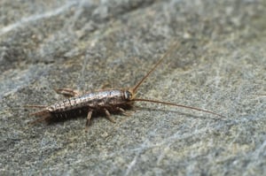 Silverfish In Home