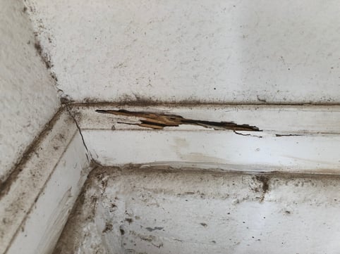 Winter Termite Damage