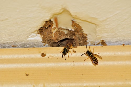 yellow jacket in wall void shutterstock