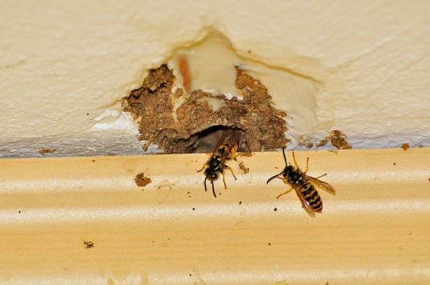 Get Rid of Yellow Jackets