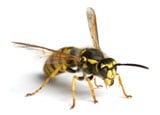 Buy Online - Stinging Insects Removal