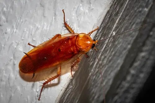 american-cockroach-on-ledge