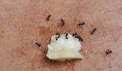 ants-in-a-new-jersey-home-600x350