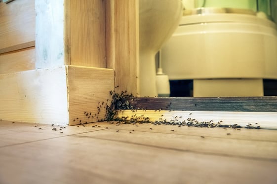 A swarm of ants on the threshold leading into a bathroom.
