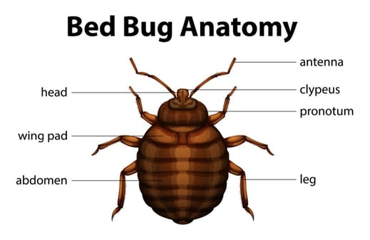 bed bug identification