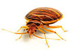 Bed Bug Information