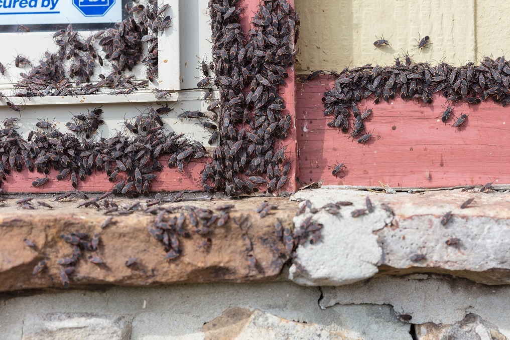 boxelder bug infestation-1