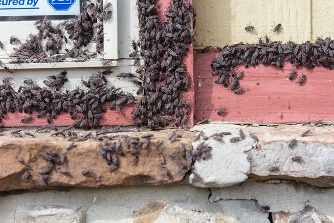 boxelder bug infestation