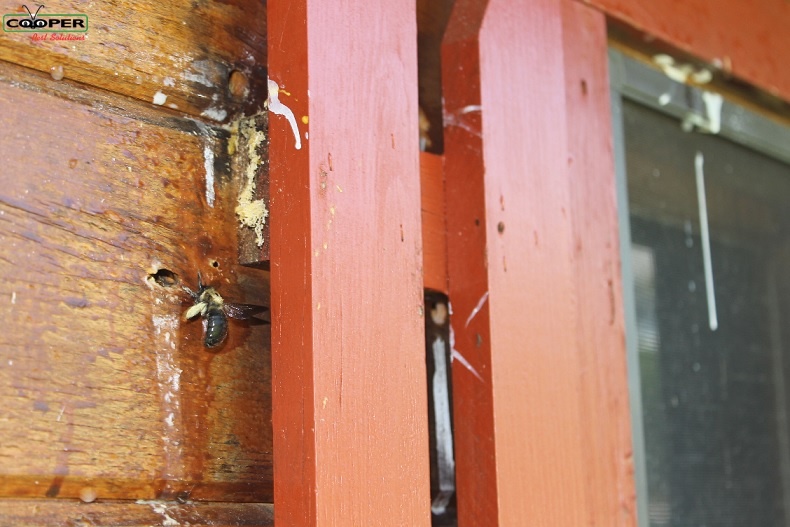 Carpenter Bee Hole In Wood