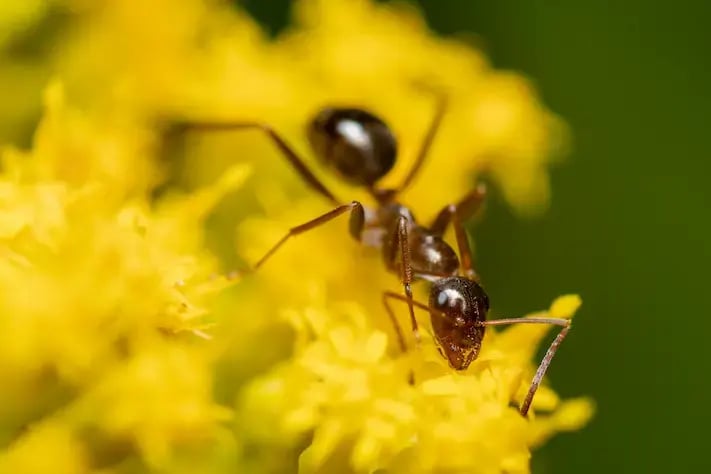Closeup of a carpenter ant on a flower