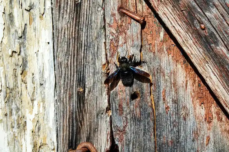 carpenter-bee