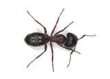 Buy Online - Carpenter Ant Service
