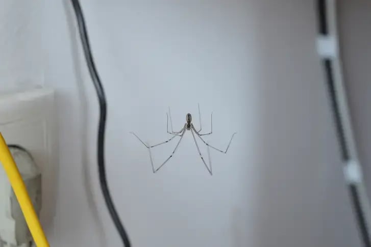Cellar spider in New Jersey home