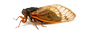Cicada Killers