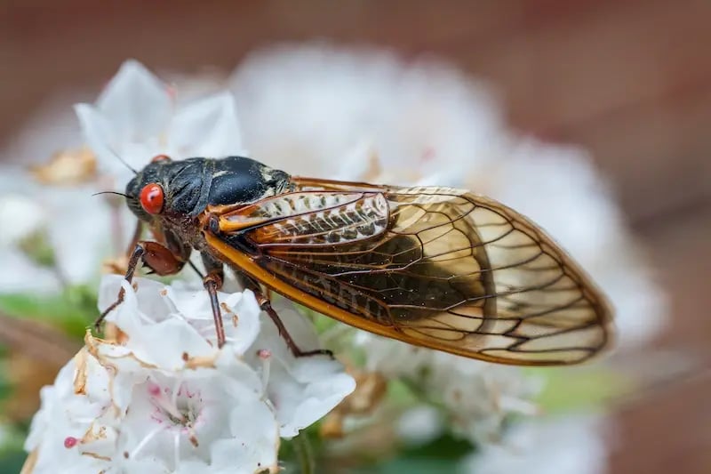 cicada-on-white-flower-1