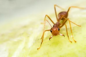 cooper-ant
