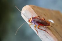 cooper-cockroach