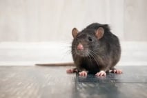 cooper-rodent