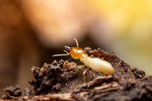 cooper-termite