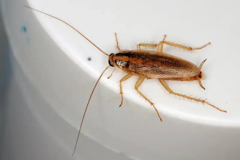 german cockroach on a smooth white surface