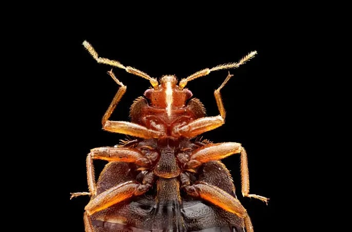 Isolated bed bug on black background. Learn about the history of bed bugs in this guide from the bed bug control experts at Cooper Pest Solutions.