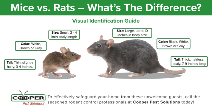 what is the difference between mice and rats infographic | Cooper Pest Solutions